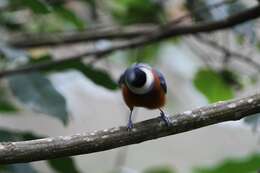 Image of Chestnut-bellied Tit