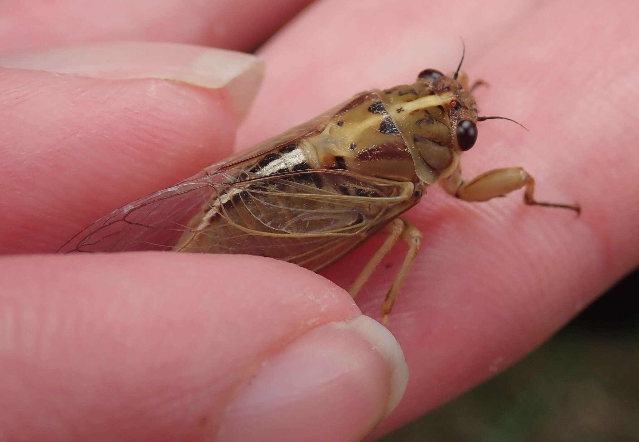 Image of Chatham Island cicada