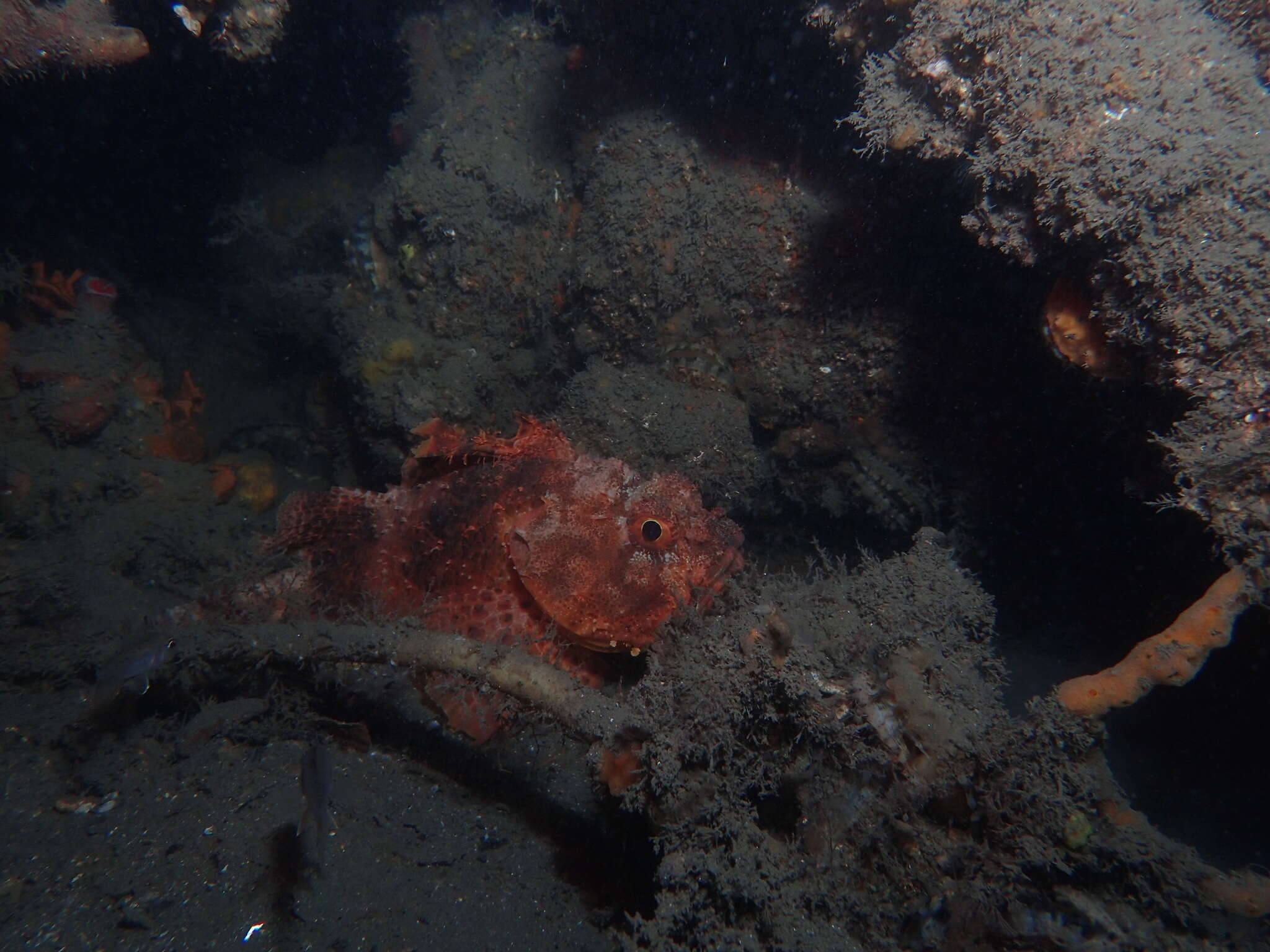Image of Western red rockcod