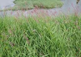 Image of reed canarygrass