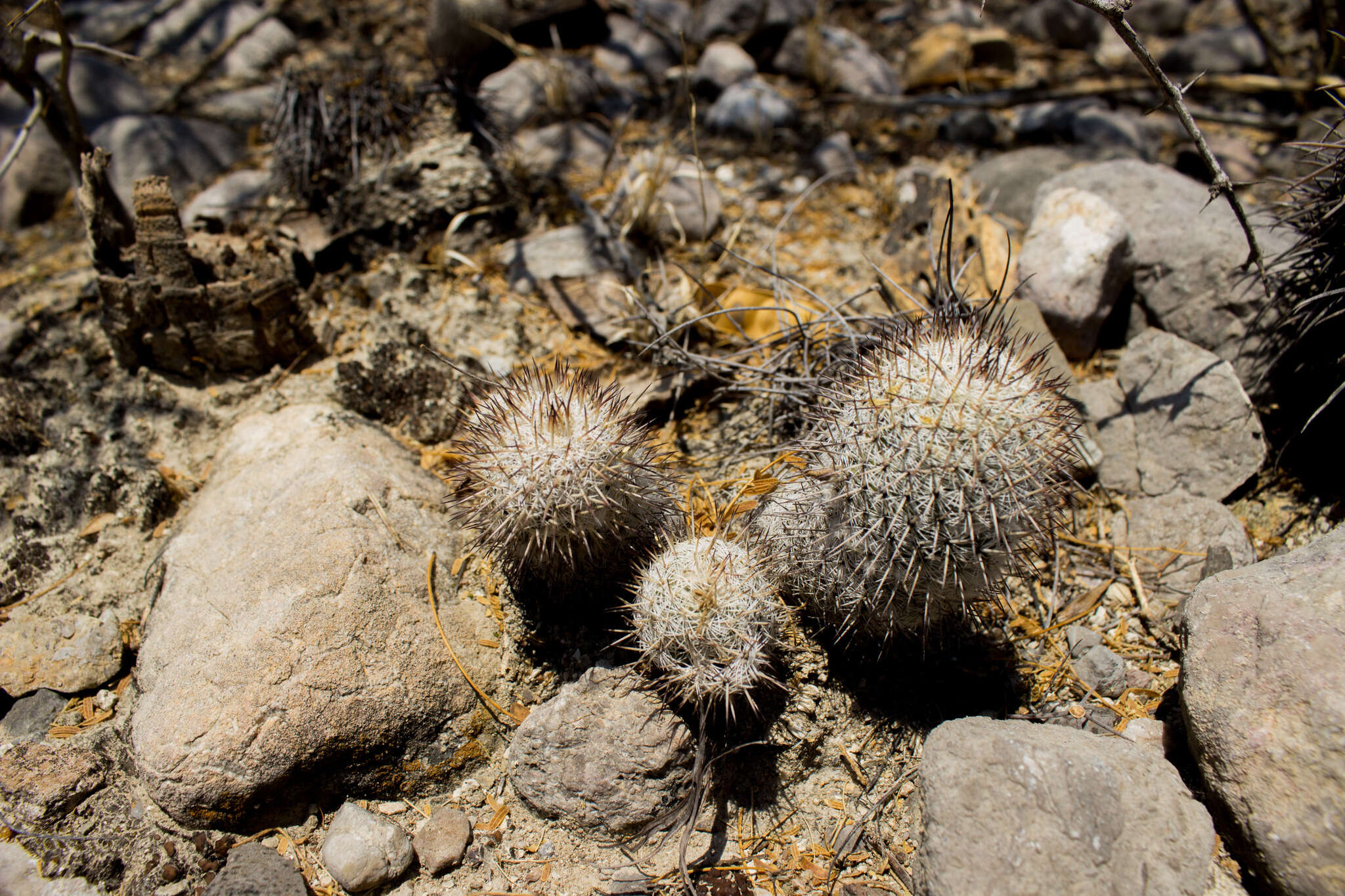 Image of Mammillaria haageana subsp. meissneri