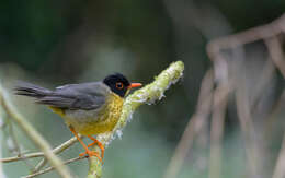 Image of Gould's Nightingale-Thrush