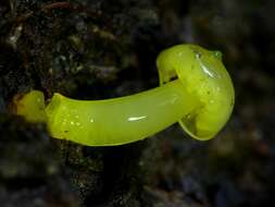 Imagem de Hygrocybe chromolimonea (G. Stev.) T. W. May & A. E. Wood 1995