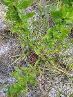 Image of scrubland goldenaster