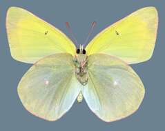 Imagem de <i>Colias alexandra edwardsii</i>