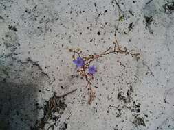 Imagem de Wahlenbergia paniculata (L. fil.) A. DC.