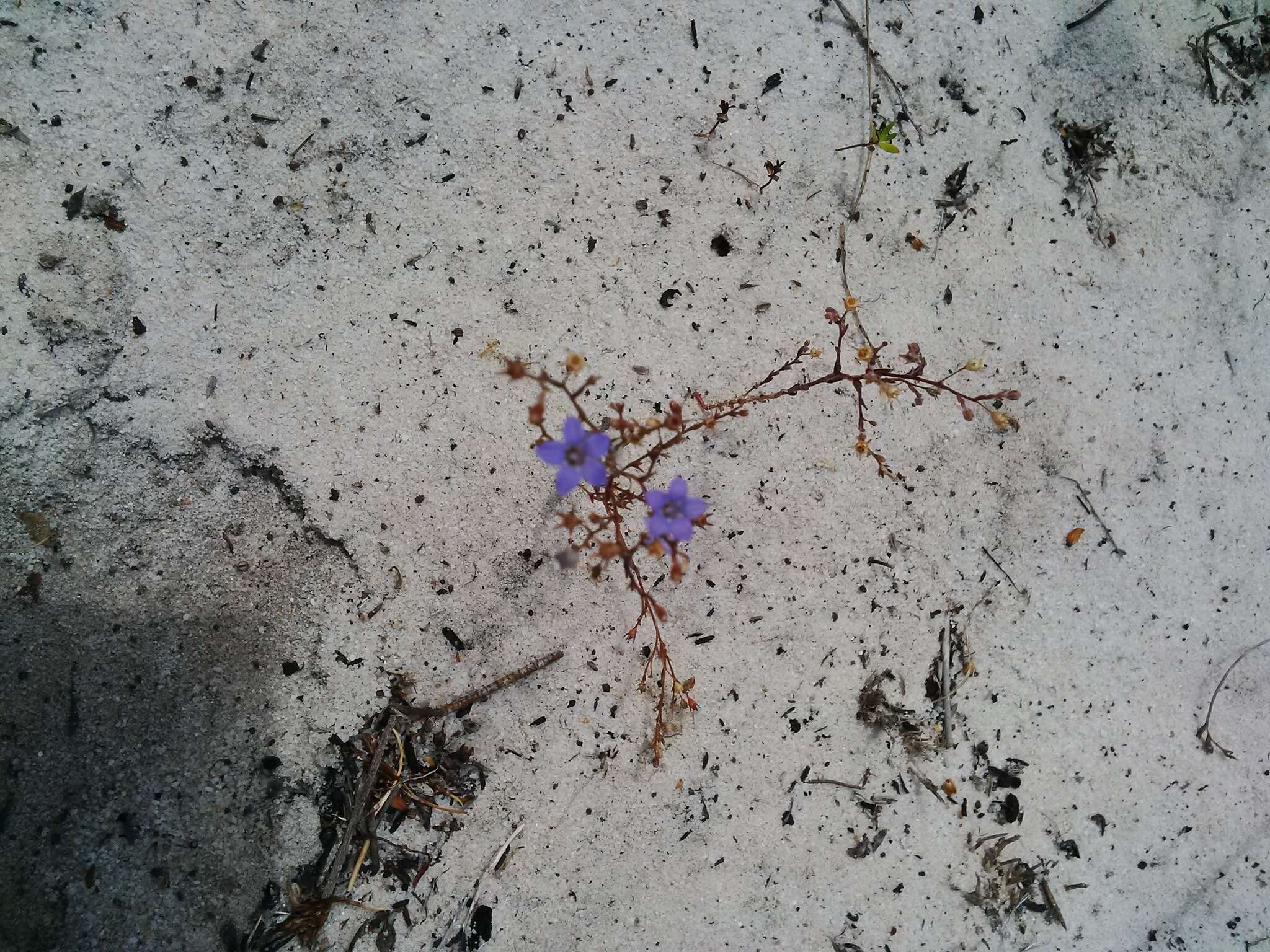 Imagem de Wahlenbergia paniculata (L. fil.) A. DC.