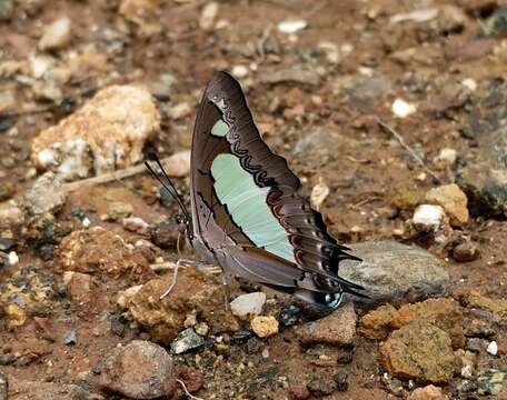 Image of Polyura agrarius Swinhoe 1886