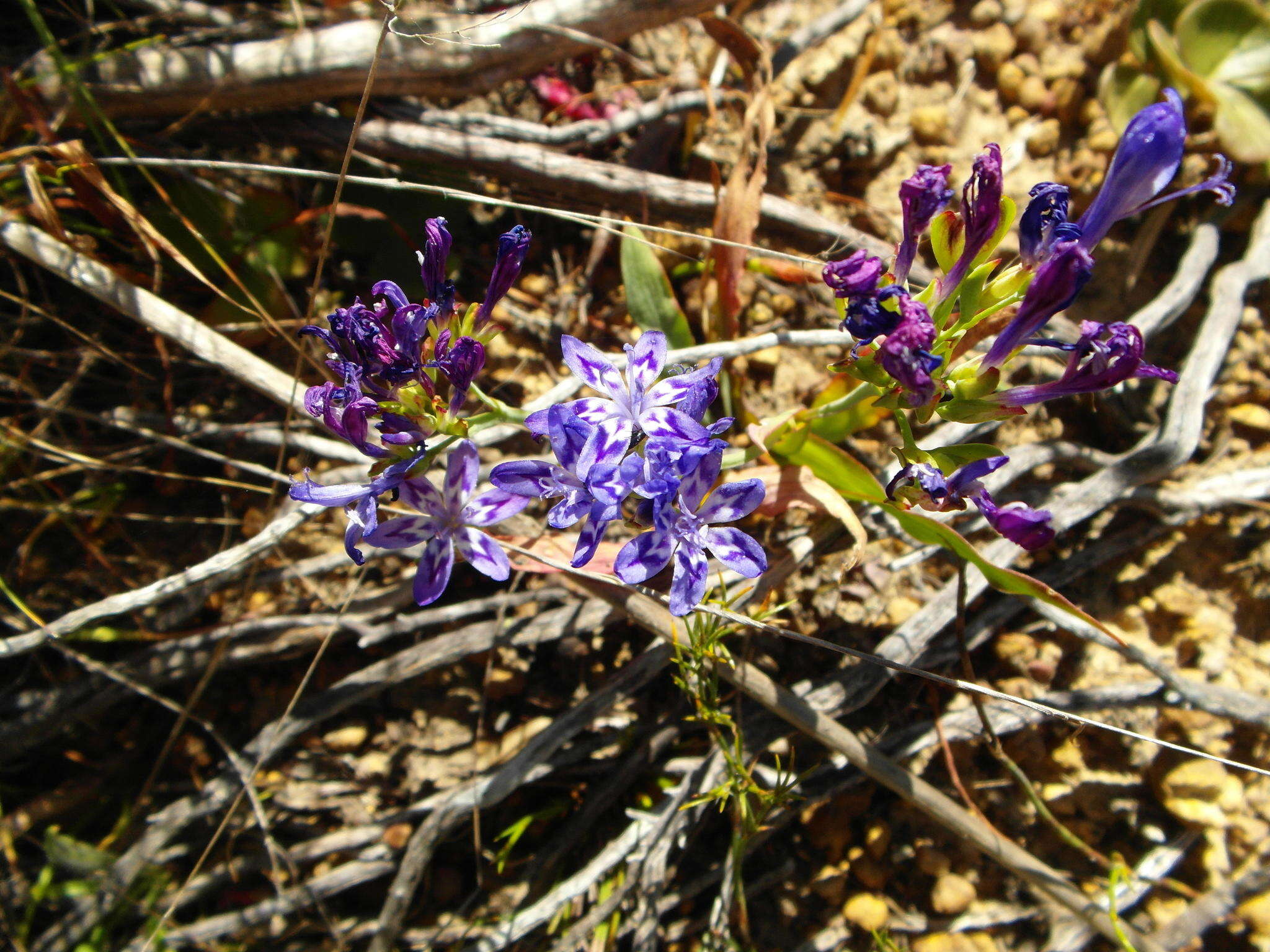 Image of Codonorhiza corymbosa (L.) Goldblatt & J. C. Manning