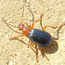 Image of Brachinus (Brachinus) ejaculans Fischer von Waldheim 1828