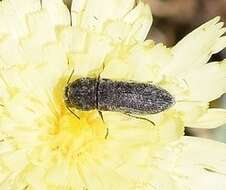 Image of Acmaeoderella adspersula (Illiger 1803)