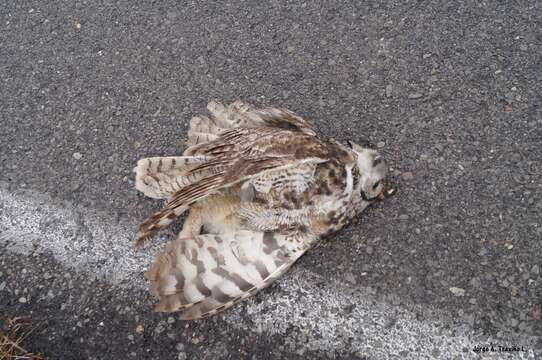 Image of Eagle-owls