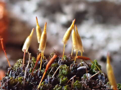 Image of candle snuffer moss