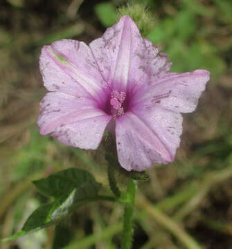 Image of Ipomoea dichroa (Roem. & Schult.) Choisy