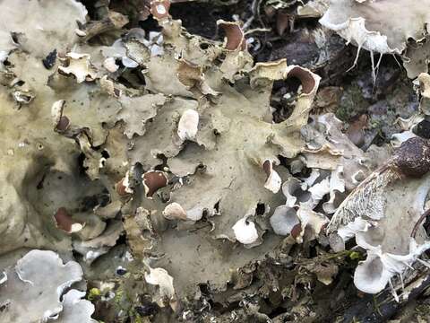 Image of felt lichen