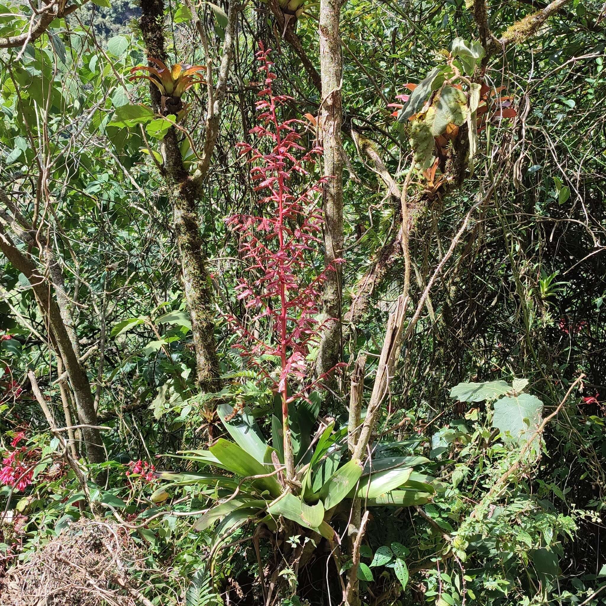 Image of Tillandsia tovarensis Mez