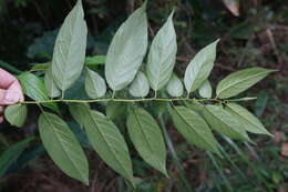 Image of Rhamnus formosana Matsum.