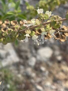 Image de Ocimum americanum L.