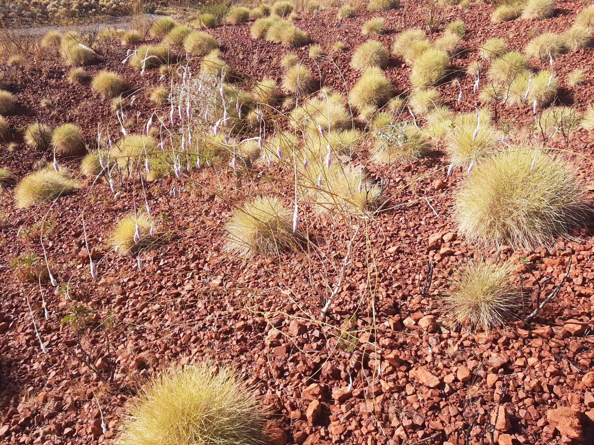 Image of Ptilotus calostachyus F. Müll.