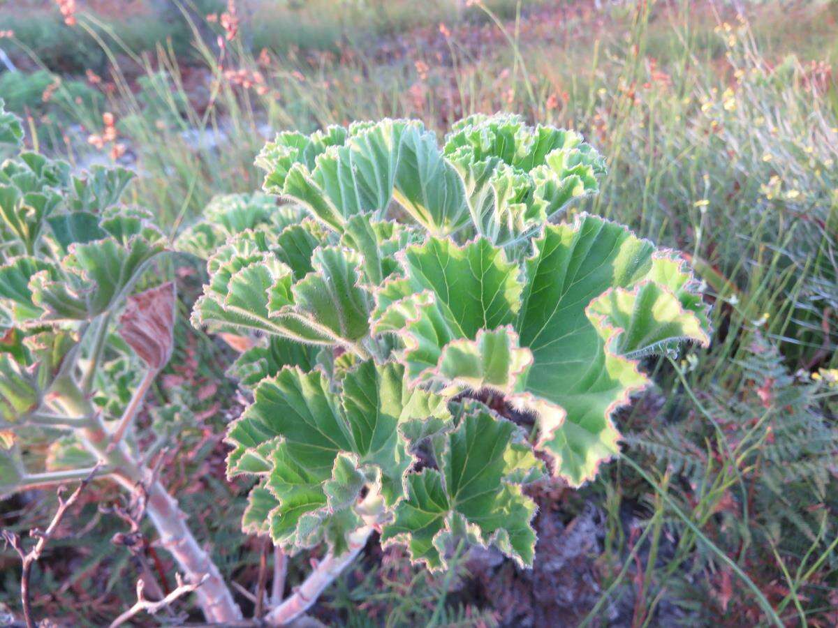 Слика од Pelargonium cucullatum subsp. tabulare B. Volschenk