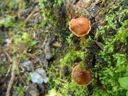 Image of Cortinarius acutus (Pers.) Fr. 1838