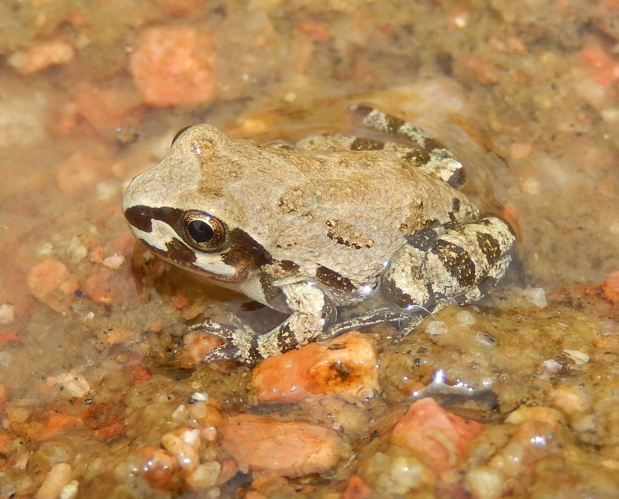 Image of Strecker's Chorus Frog