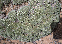 Image of Woodside buckwheat