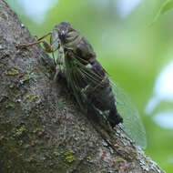 Plancia ëd Neotibicen pruinosus (Say 1825)