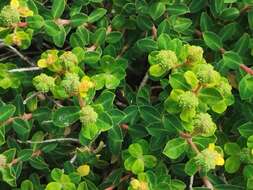 Imagem de Euphorbia melitensis Parl.