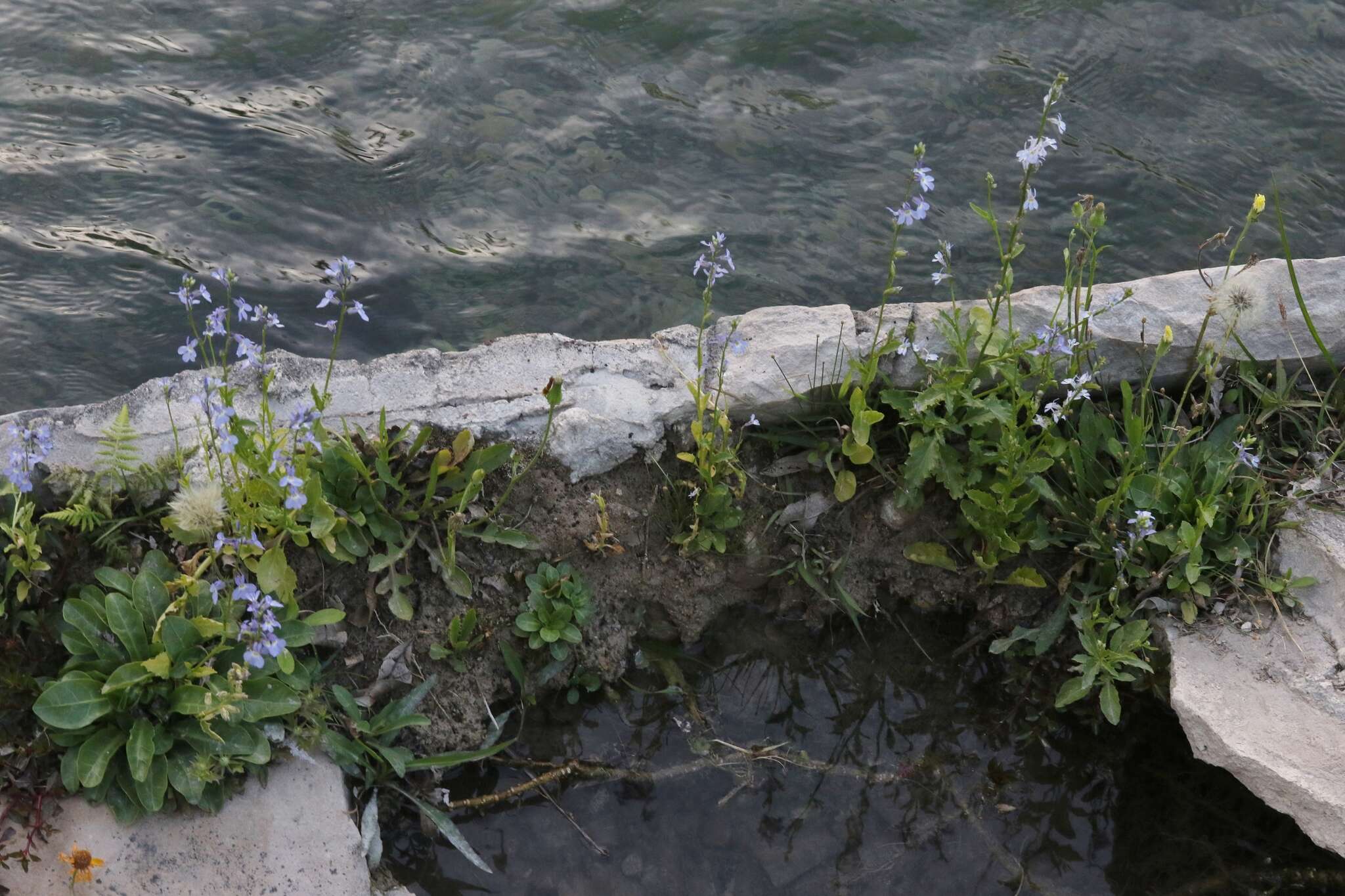 Image of Berlandier's Lobelia