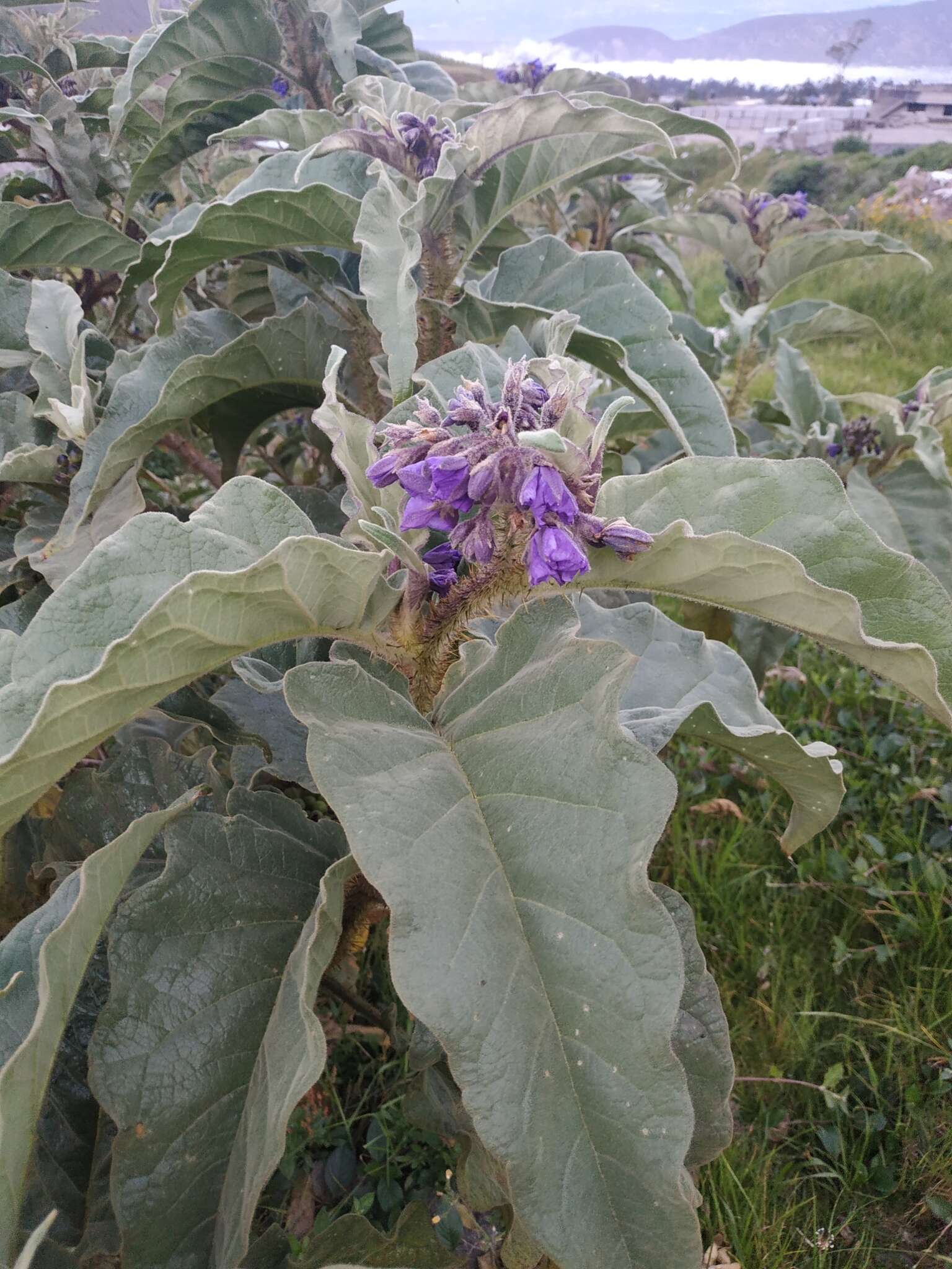 Image of Solanum crinitipes Dun.