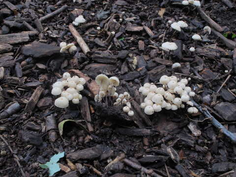 Image of Marasmius rotula (Scop.) Fr. 1838