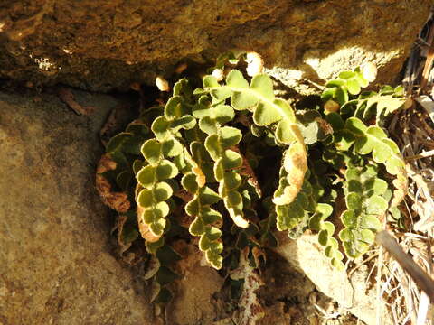 Image of Asplenium ceterach L.