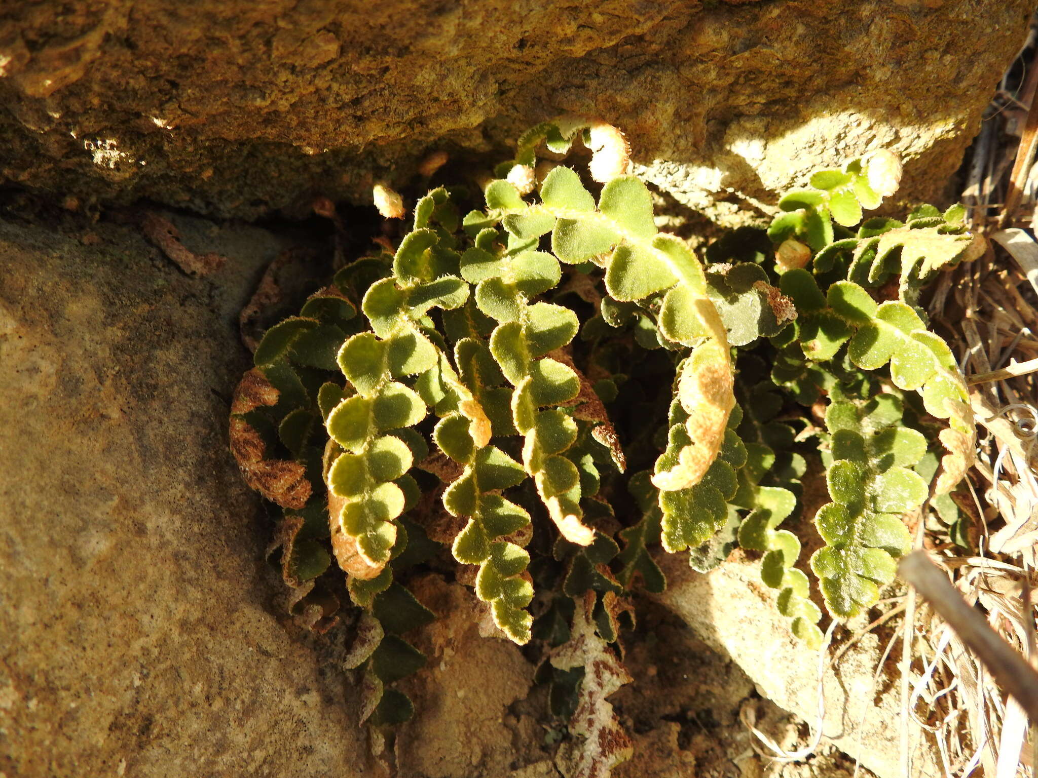 Plancia ëd Asplenium ceterach L.