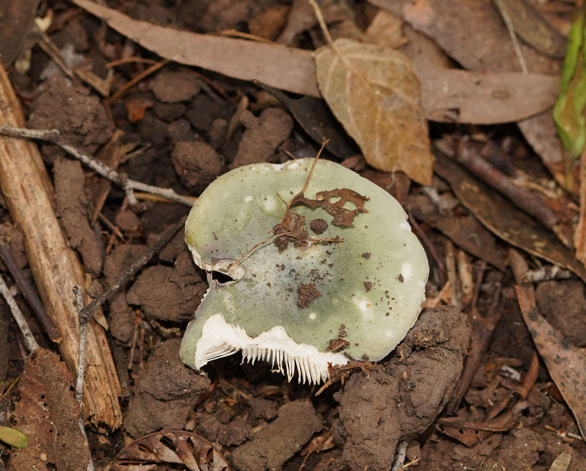 Image of Russula iterika Grgur. 1997