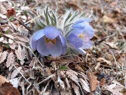 Imagem de Pulsatilla ajanensis Regel & Tiling