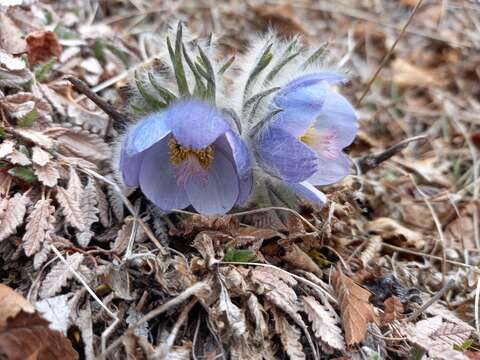 Imagem de Pulsatilla ajanensis Regel & Tiling