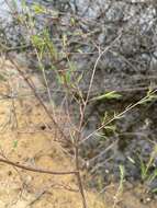 Plancia ëd Hypericum lissophloeus P. Adams