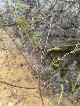 Image of Smooth-Bark St. John's-Wort