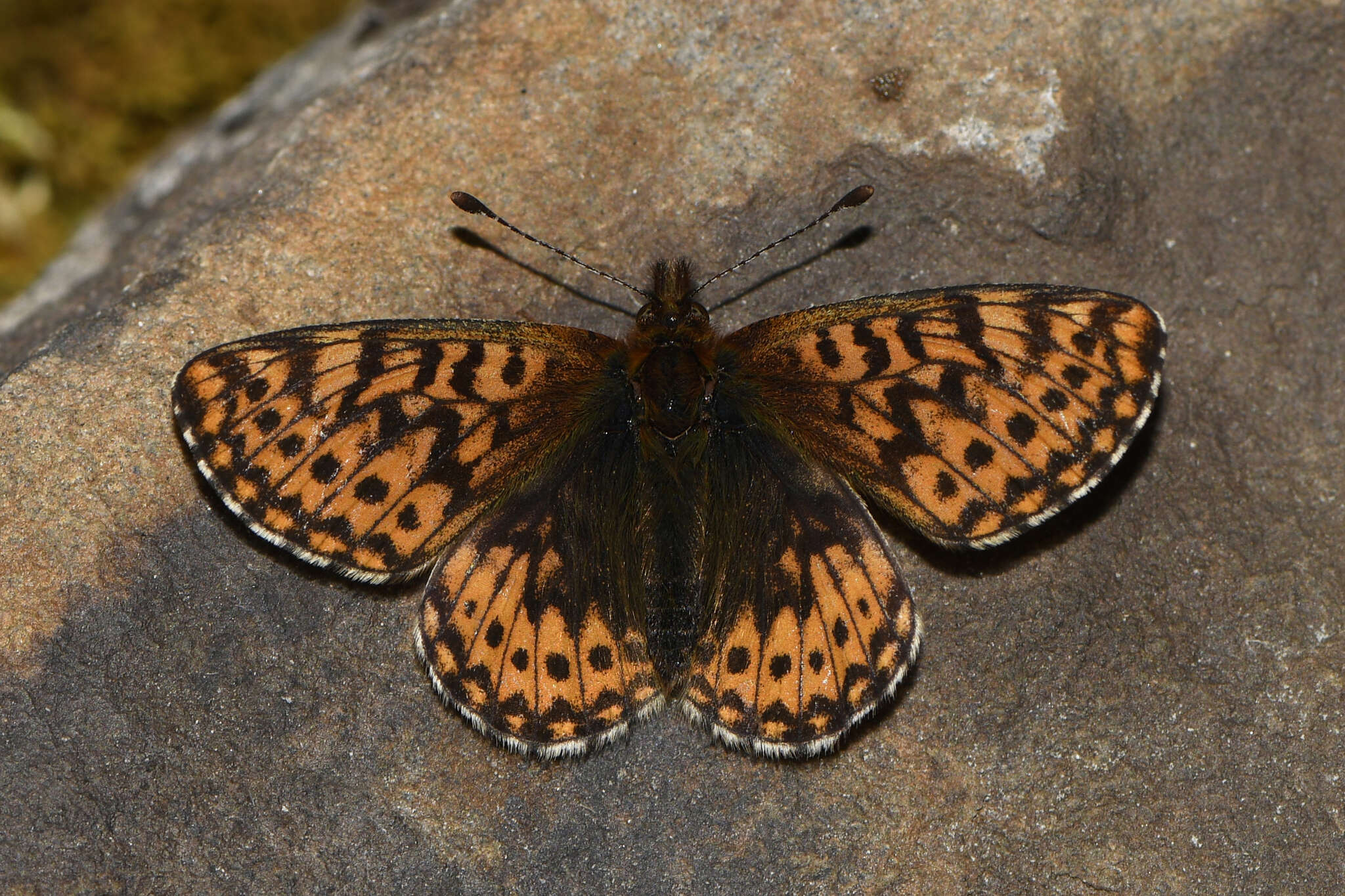 Image of <i>Boloria <i>freija</i></i> freija