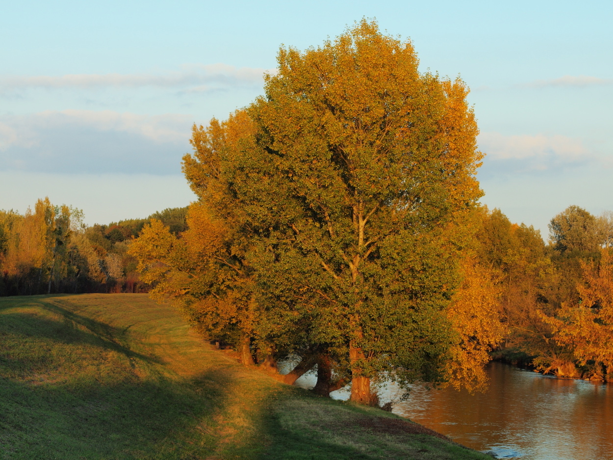 Populus nigra (rights holder: HermannFalkner/sokol)