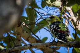 صورة Trachyphonus vaillantii Ranzani 1821