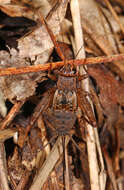 Image of Spotted Ground Cricket