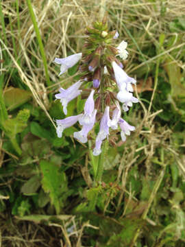 Image of lyreleaf sage