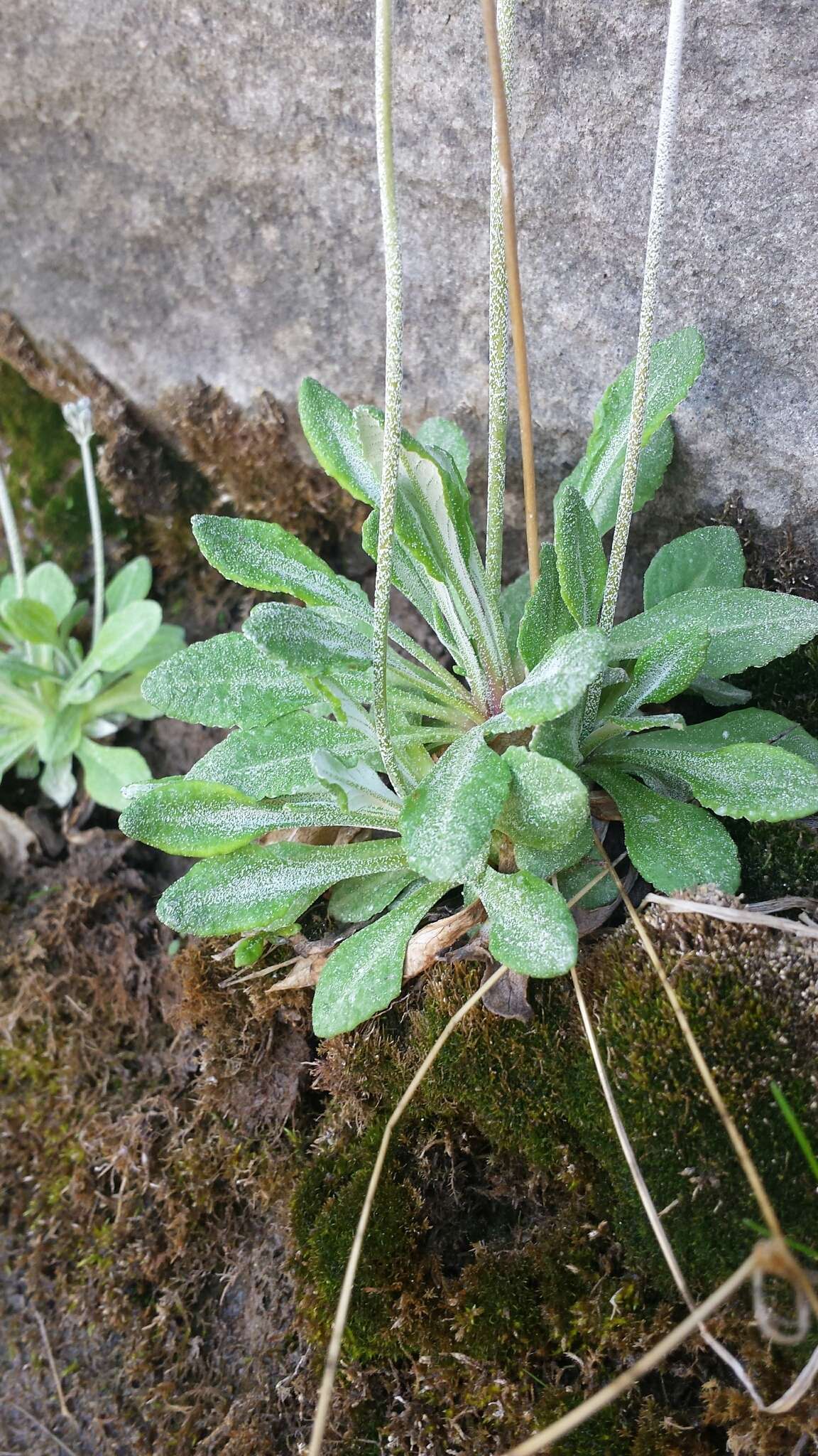 Image of Primula laurentiana Fern.