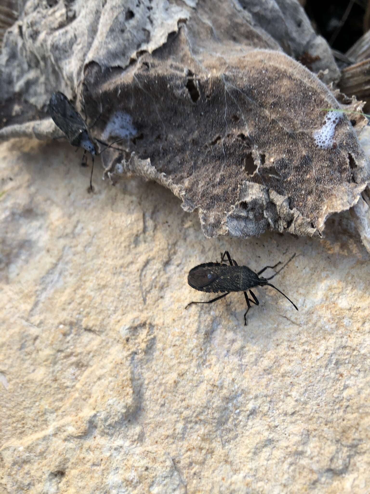 Image of Squash Bug