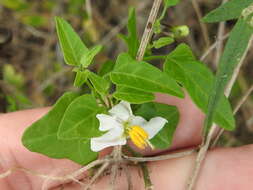 Image of Texas nightshade