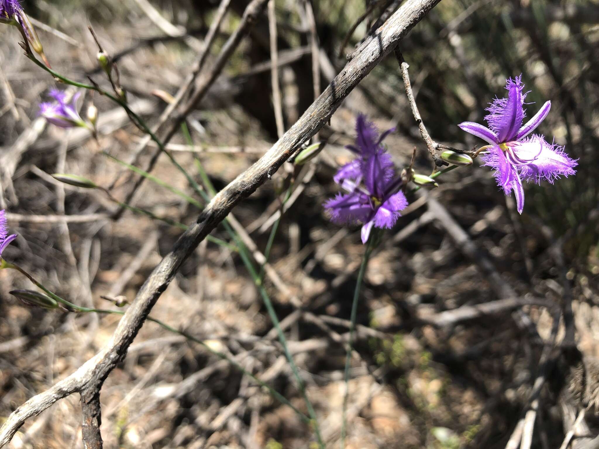 Слика од Thysanotus racemoides Sirisena, T. D. Macfarl. & Conran