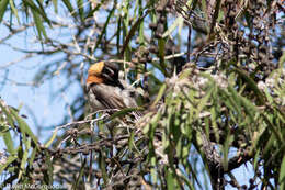 Image of Western Spinebill