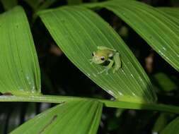 Image of Dwarf Glassfrog